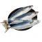 whole japanese mackerel frozen mackerel fish price frozen pacific mackerel fish price