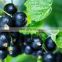 High Quality Black Currant Extract Anthocyanin 25%