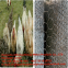 HEXAGONAL WIRE MESH/ CHICKEN WIRE MESH