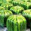 plastic square box mould for square watermelon