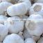 Supply pure white garlic with good quality for sale