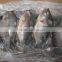 wholesale food price frozen tilapia whole tilapia fish