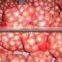 Gold Onion ( crops 2013)