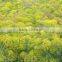 Nigella sativa seed For growing
