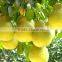 white fresh grapefruit Citrus maxima