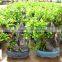 Ficus Stone Bonsai