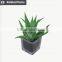 Mini decorative home and office table potted succulent plant