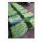 Cheap Price Fresh Banana Leaves/Packing Vegetable in supermarket/Chung Cake Vietnam