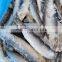 Good quality frozen fresh anchovy whole round  for sale