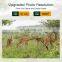 APP Hunting Trail 4G hunting camera 2K 30MP Trap Game Wildlife Camera HC-801Plus with Cloud Service hc-810 hunting camera 4g 3g