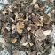 Dehydrated Dried Morel Mushroom Morchella Esculenta Conica