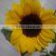 Popular hot-sale various fresh sunflower flowers