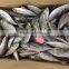 Frozen horse mackerel fish whole round