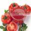 canned tomato paste ,tinned tomato paste factory