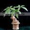 mini ornamental plants indoor chinese pot decorative pachira house plant bonsai