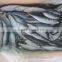 Frozen Pacific Mackerel Fish Whole Round