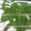 Azardiractha Indica / Neem Cake / Neem Deoiled Cake