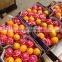 High quality Egyptian Orange