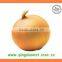 Export china Fresh new crop red and yellow onion
