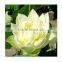 2015 Black Lotus Flower Seed For Growing For Vietnam Quality Promised