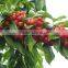 Top Quality Cherry Seeds For Planting