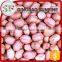 Import peanut kernel processing plant