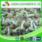 Greenhouse advanced production Cultivation fresh white button mushroom