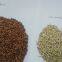 supply Chinese roasted buckwheat kernel
