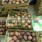 Quality Healthy Passion Fruit/ Vietnam Passion Fruit