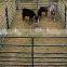 Galvanized sheet duct Durable cow fences