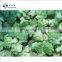 To Quality New Season BRC A Approved IQF Frozen Romanesco