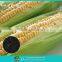 Agricutural staw decay agent
