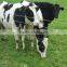 hot dip galvanized farm fence / filed fence