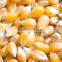 Selling Yellow Maize