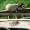 Reusable activated carbon car deodorizer Deer doll bag Bamboo Charcoal doll bag car decorative Deer doll