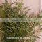 Chinese factory cheap wholesale real limonium grass with long stem