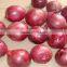 China Onion at Good Price of per Ton