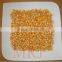 Best quality Yellow Corn maize for animal feed at cheap prices