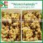 2016 New Crop Chinese fresh good quality ginger from professional factory