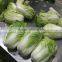 Hot sale Chinese Big White long Cabbage