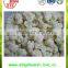 Export bulk IQF Frozen Cauliflower