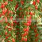 Goji berry plants seedling