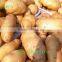 2013 new crops fresh potato