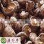 Free shipping premium fresh flower shiitake mushroom spawn cultivation