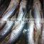 Frozen Grey Mullet Fish