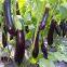 High yield new-bred hybrid f1 eggplant seeds SXE No.5