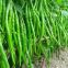 Wholesale Hybrid f1 Hot Chilli Seeds Vegetable Seeds for Planting from China