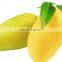 High quality Fresh Mango Export Originating From Vietnam