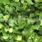 Sinocharm BRC Approved High Quality 5mm IQF Frozen Green Onion Cut