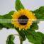 Popular hot-sale various fresh sunflower flowers